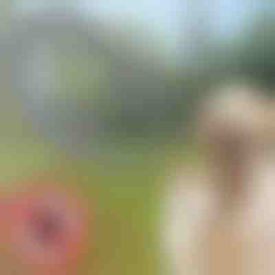 Нашийник против бълхи и кърлежи за кучета и котки | PETPROTECT