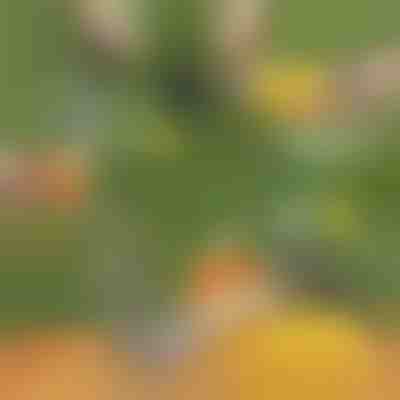 Уред за почистване и рязане на ананас | ANANASS